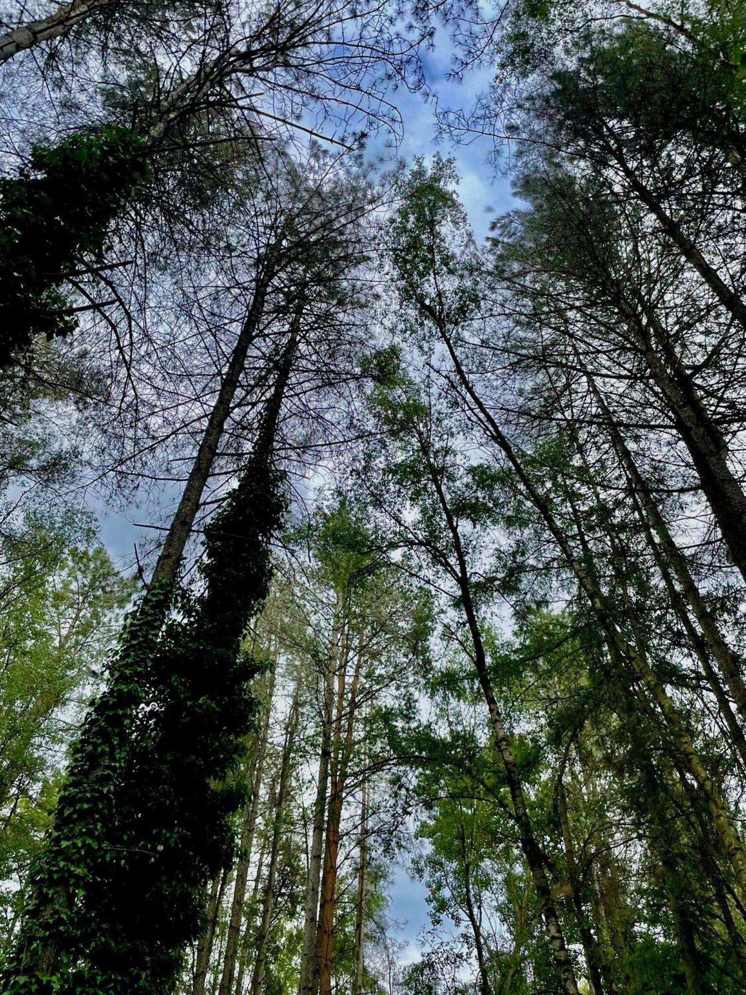 Boshuisje Pinus Sonnevijver Residences Lanaken Exteriér fotografie